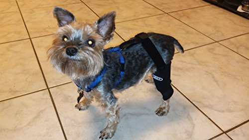 patellar luxation brace