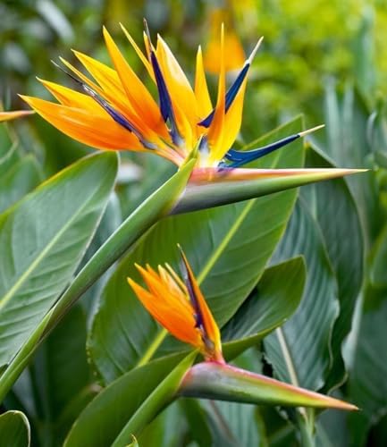 BALDUR Garten 1x Paradiesvogel-Blume Strelitzie, Pflanze im 12 cm...