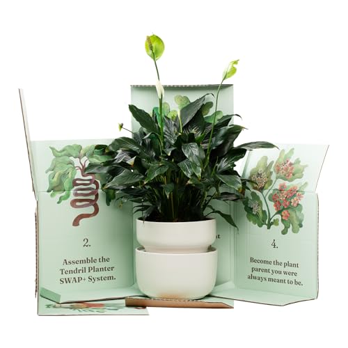 Tendril The SWAP+ Self-Watering Planter | 10