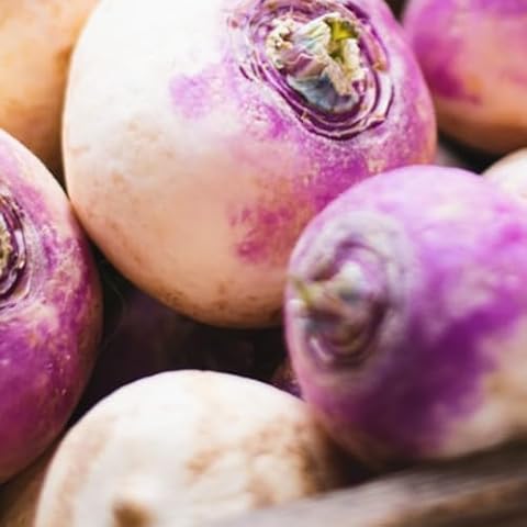1300 Purple Top Milan Turnip Seeds for Growing Cover