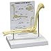 Canine Elbow Joint Model | Animal Body Anatomy Replica of Normal Dog Elbow for Veterinary Office Educational Tool | GPI Anatomicals