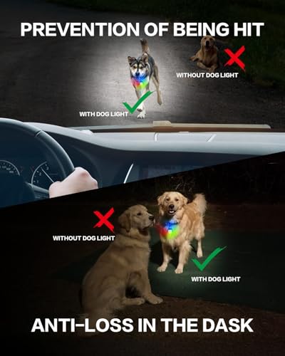 Lampe collier chien étanche IP65 et rechargeable 3 modes - 11