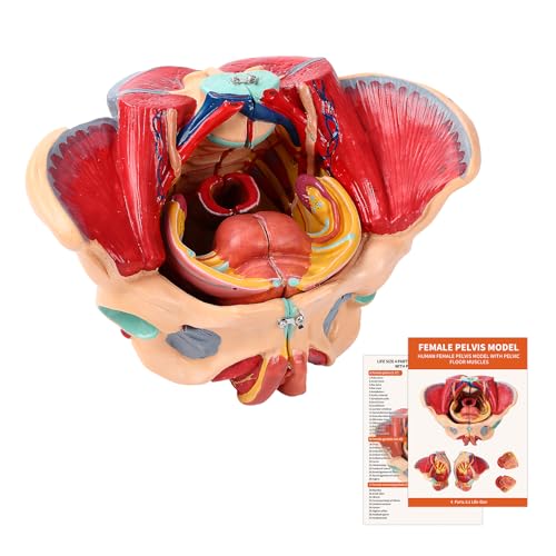 Image of SFXYJ Human Female Pelvis Anatomy Model,Life Size 4 Parts Removable Organs with Instruction Manual,Pelvic Floor Muscles, Perineum,Vessels Nerves & Reproductive System,for Medical Education Study