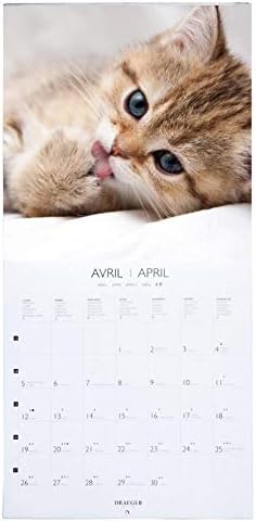 Calendrier 2023 Tu Peux Pas Comprendre T Es Pas Un Chat Draeger 2021 Large Cats Wall Calendar - 7 Languages - Fsc Mix Certified -  Vegetable Ink - Large Format Wall Calendar 2021 - 29 X 29 Cm :  Amazon.co.uk: Stationery & Office Supplies