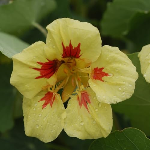 PREMIER SEEDS DIRECT - Nasturtium - Peach Melba - 60 Seeds