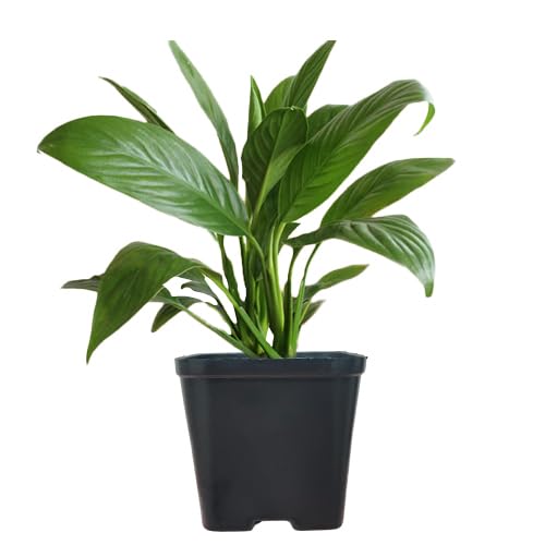 Image of ECO BLOOM Pink Peace Lily (Spathiphyllum) Live Indoor Flowering Plant with Pot | Air Purifying Houseplant for Home, Office & Living Room Decor