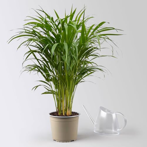 Goldfruchtpalme, Topf-Ø 19 cm, Höhe ca. 80 cm