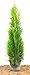 Produktbild Thuja occidentalis 'Smaragd' Lebensbaum 2L 80-100 Pflanzhöhe,winterhart, deutsche Baumschulqualität, im Topf für optimales anwachsen