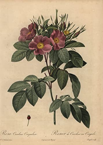 Déco murale fleurie Rosa Carolina toile pour masquer mur vide
