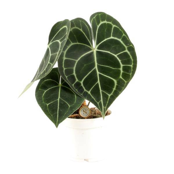 Anthurium Clarinervium - Ø 12 cm - 30 cm