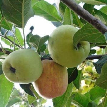 See full amazon price history chart for Original Hot Climate Harman 99 APPLE PLANT Original Hot Climate Harman 99 APPLE PLANT (B0BZMFXBKF) Amazon Price History, Amazon Price Tracker