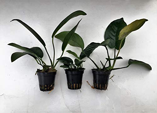 Anubias Mix - 3 macetas para plantas acuáticas