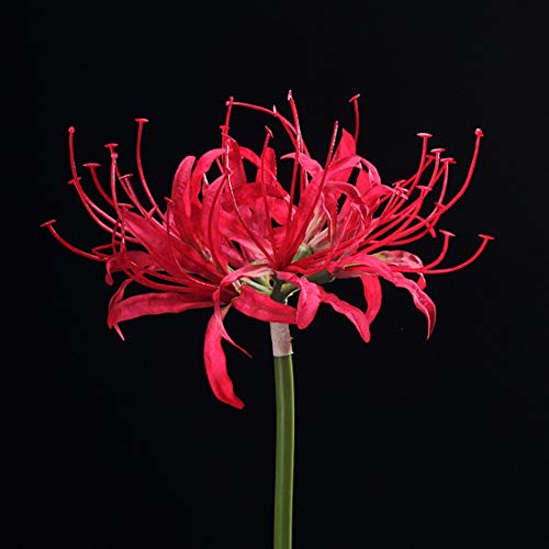 Image of 6 Stems 26.38 Inch Artificial Lycoris Radiata Spider Lily Flowers for Home Garden Decoration (Green)