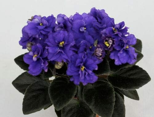 1 Live African Violets aka Saintpaulia Color Foliage Plant Fit 4" Pot