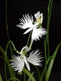 100 Japanese Radiata Samen weißer Reiher Orchid Seeds Welt Seltene Orchideen-Arten Haus-Blumen-Anlage 2