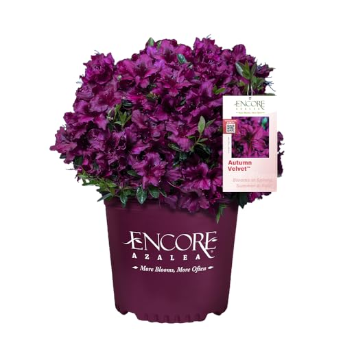 Encore Azalea 1 Gal. Autumn Velvet Azalea Shrub