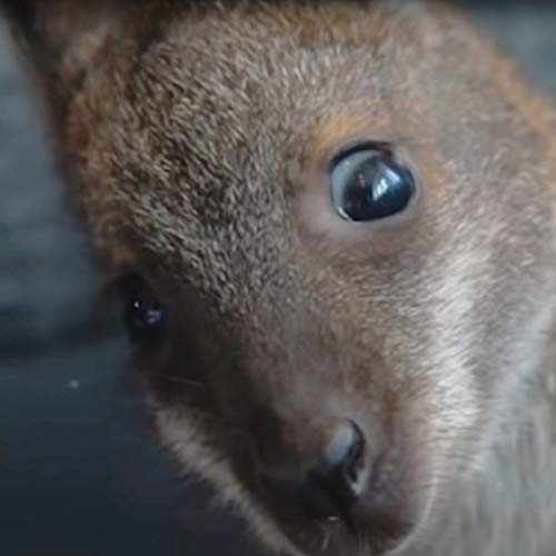 Julien Bam feat. Vincent Lee