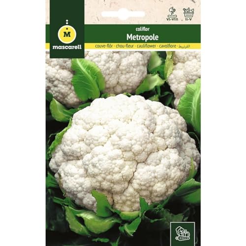 Mascarell Semillas, COLIFLOR, Semillas Huerto, COLIFLOR METROPOLE, Crea tu Propio Huerto Urbano y Cultivo en Casa, Plantas Hortícolas, 3 Gramos