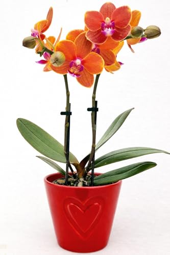 POWERS TO FLOWERS - ORCHIDEA PHALAENOPSIS ARANCIONE IN VASO CERAMICA CUORI BIANCO, Pianta Vera