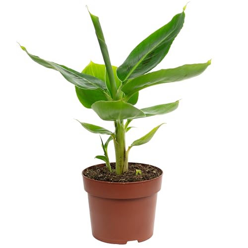 Bananenpflanze - exotische Zimmerpflanze Musa tropicana - Höhe ca. 30 cm Topf-Ø 12 cm