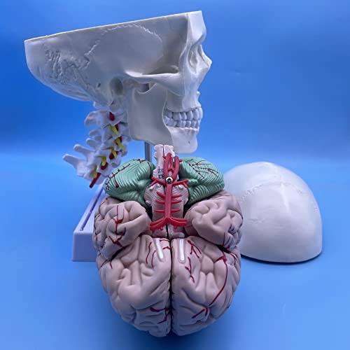 Image of Human Skull and Brain with Cervical Vertebra Anatomy Model, Life Size Anatomical Model for Science Classroom Study Display Teaching Model