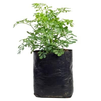 VINAYAKAMART Grow Plant Nursery Bags Size(6X7) INCH Pack of 500 (Black) (B07Z9DQWQ8) Amazon Price History, Amazon Price Tracker