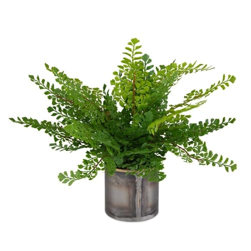 Uttermost 60237 Maidenhair Fern - Container-14 Inches Tall and 14