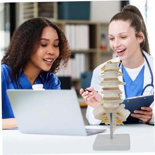 Modelo de columna vertebral con nervios en PVC para el estudio anatómico detallado 4