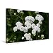 Produktbild CALVENDO Premium Textil-Leinwand 75 cm x 50 cm quer, Sumpfschafgarbe | Wandbild, Bild auf Keilrahmen, Fertigbild auf echter Leinwand, Leinwanddruck: Achillea ptarmica Natur Natur