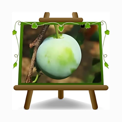 EURO PLANTS VIVAI Prunier Reine Claudia vert plante fruitière en pot 20 cm hauteur 150~170 cm - Âge 2 ans