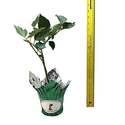 Andersons Double Red Tropical Hibiscus Bush Shrub Live Plant Landscape Type Starter Size 4 Inch Pot Emerald Tm #TOP4