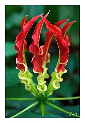 Radha Krishna Agriculture® gloriosa lilium flower bulbs for Your Garden - Pack of 3 flower Bulbs (B09PFRJWJ4) Amazon Price History, Amazon Price Tracker