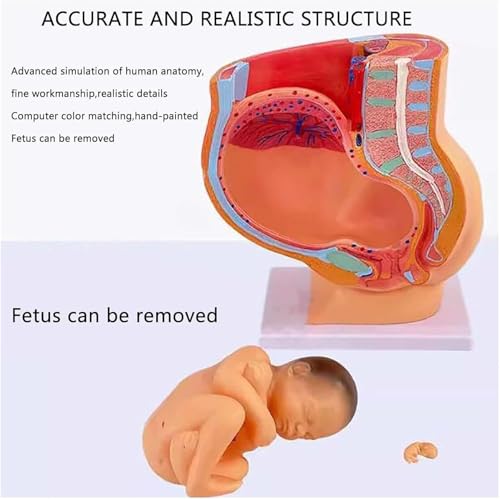 Modèle pelvis pregnancy 1:1 haut de gamme AMITD avec fœtus 9 mois détaillé