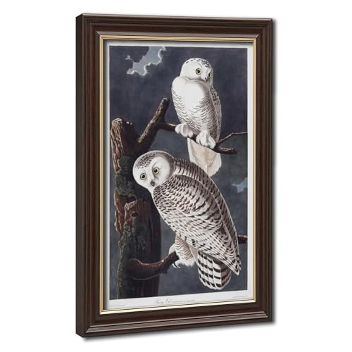 Chouette enneigée Audubon poster impression sur toile avec cadre à suspendre 20x30 cm