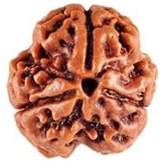 3 Mukhi Rudraksha Original Certified