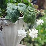 viola odorata 5 ch effets secondaires Simplemente en tu jardín, crea imágenes realmente impresionantes.