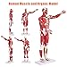 SFXYJ Human Anatomy Muscle Model, 27 Part 1/2 Life Size 33” Human Body Muscular System Model with Removable and Muscle Anatomy Includes Detailed Color Product Manual for Medical Educational Training