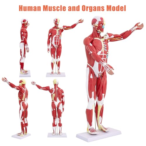 Image of SFXYJ Human Anatomy Muscle Model, 27 Part 1 /2 Life Size 33 inch Human Body Muscular System Model with Removable and Muscle Anatomy Includes Detailed Color Product Manual for Medical Educational Training