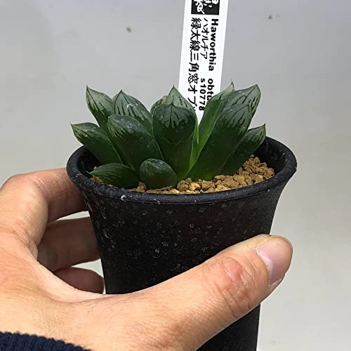 青緑色の多肉植物*2 青緑色の多肉植物*2 エケベリア 風緑 Echeveria 'Kazamidori