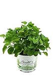 Löffelkraut,Cochlearia officinalis,frisches...