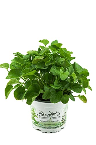 Löffelkraut,Cochlearia officinalis,frisches Löffelkraut