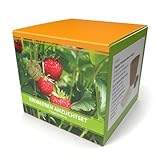 w5300 datasheet  FLORTUS W5300 Anzuchtset Erdbeeren (Anzuchtsets für Werbezwecke)
