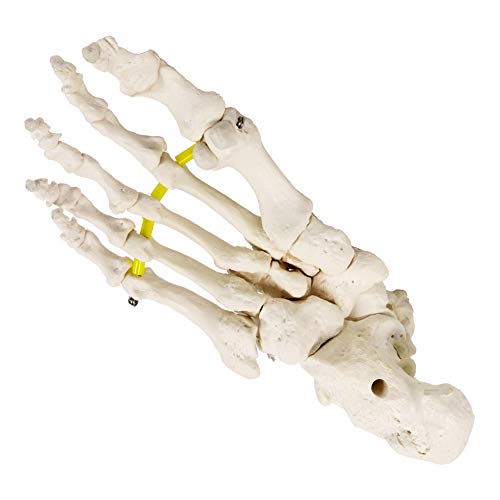 New Horizon 7-PARTTS Newest 2024 Foot Skeleton Model thumb #3