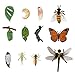 YARNOW 3 Juegos de Ciclo de Vida de Insectos Mariposas Abejas Libélulas Figura de La Ciencia Modelo de Juguete Evolución Juguetes Proyecto Escolar Educativo para Niños Pequeños