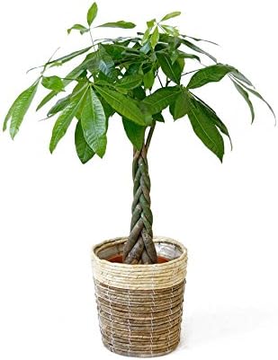 Amazon 観葉植物 本物 パキラ 7号鉢 ツートーン鉢カバー付 観葉植物 オンライン通販