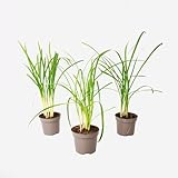 Plant in a Box