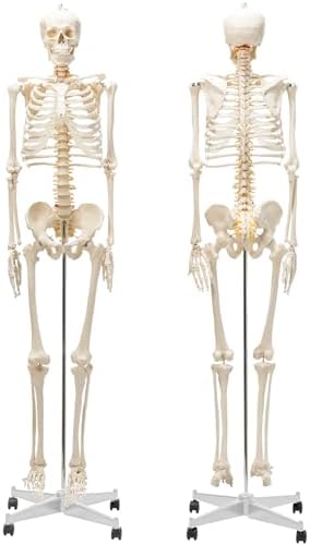 Amazon.co.jp: 実物大の女性骨盤模型 - 女性骨盤モデル，大腿骨付 - 3B  