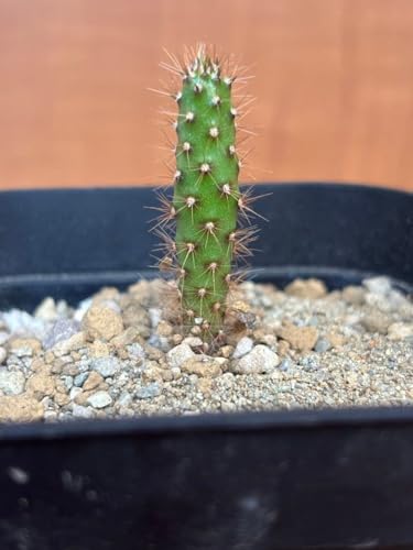 �����c�I�v���e�B�A Opuntia cv. Grose von Aldingen