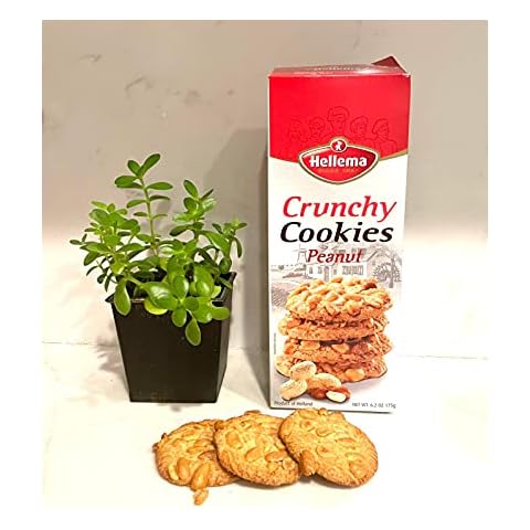 Hellema Crunchy Cookies Peanut 6.2oz (175g) delicious cookies from Holland - (Pack of 24) Cover