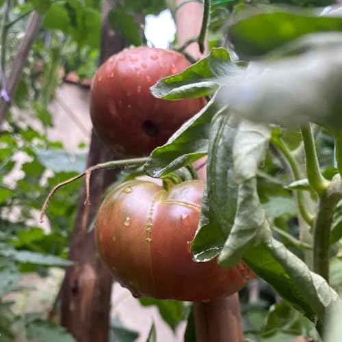 Semillas de tomate de carne, jardín exóticas Tomate bistec, semillas de tomate corazón de buey, de balcon 100pcs
